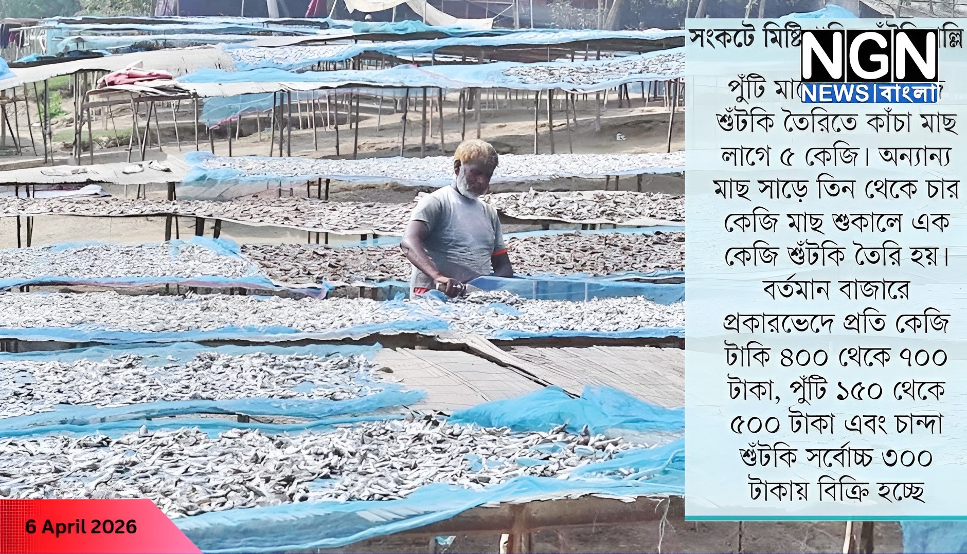 চলনবিলে শুঁটকি মাছ উৎপাদন