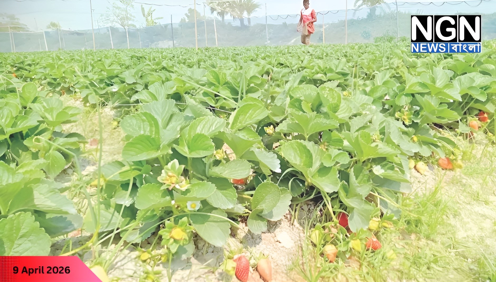 জয়পুরহাট স্ট্রবেরি চাষ