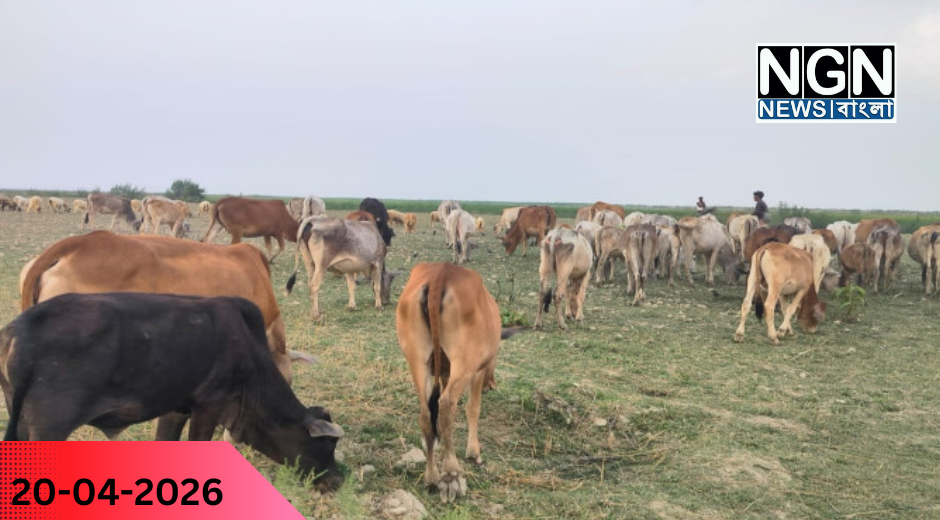 সীমান্ত এলাকায় ২০০ গরু ভারতে প্রবেশ