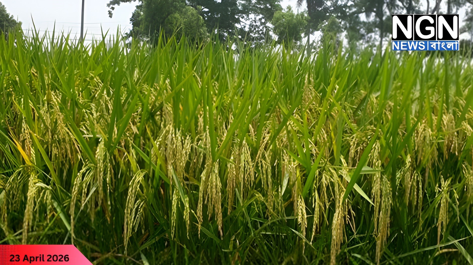 রাণীনগরে ধানের দাম কম