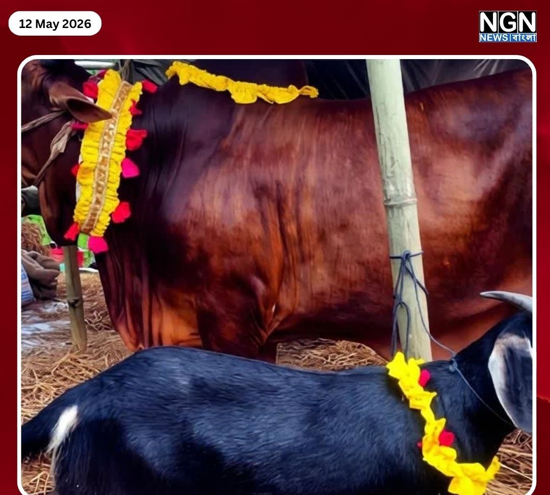 কোরবানির পশু নির্বাচন