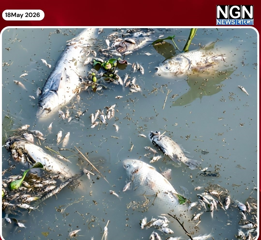 পুকুরে বিষ প্রয়োগে মাছ নিধন