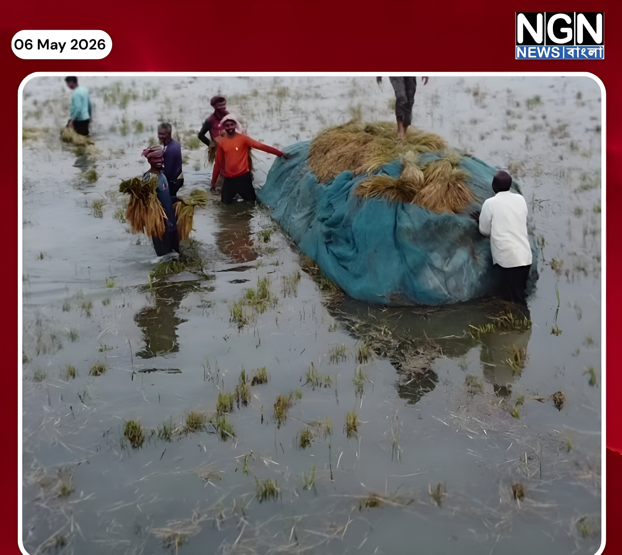 বৃষ্টিতে ধান তলিয়ে ক্ষতির শঙ্কা