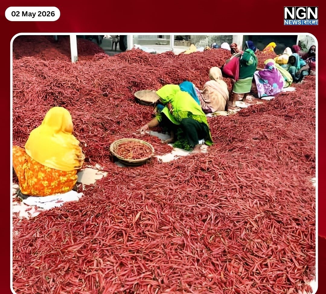 বগুড়া শুকনা মরিচ চাষ