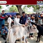 বগুড়ার পশুর হাটে ইজারা নিয়ন্ত্রণ