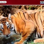 সুন্দরবনে বাঘের আক্রমণে মৌয়াল আহত