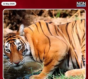 সুন্দরবনে মধু সংগ্রহের সময় বাঘের আক্রমণে মৌয়াল গুরুতর আহত