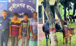 নওগাঁয় চোরাই ৫টি গরু উদ্ধার