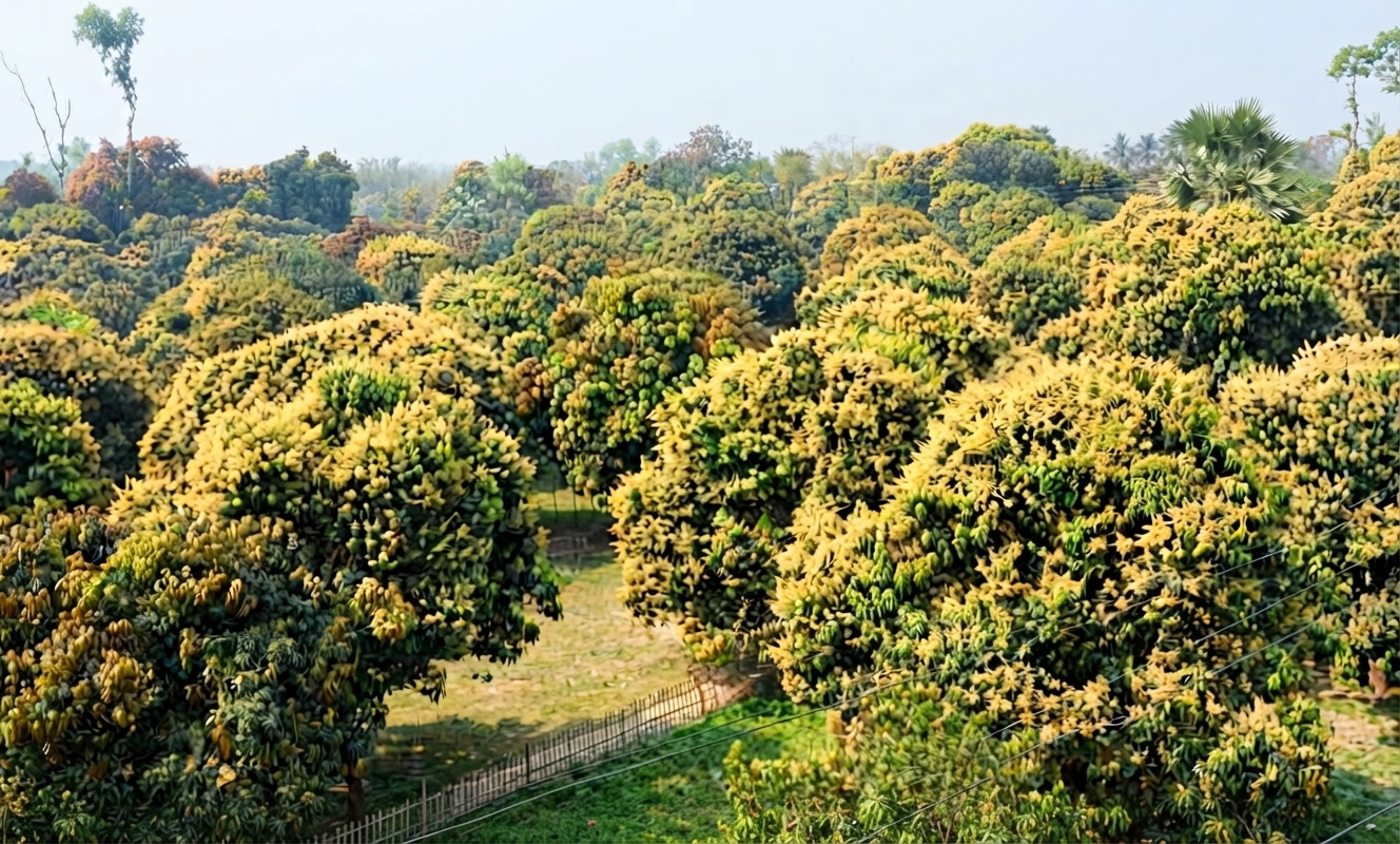 ধামইরহাটে নারীর মরদেহ