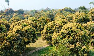 ধামইরহাটে গৃহবধূ হত্যা করে মরদেহে আগুন দেওয়ার ঘটনায় গ্রেপ্তার