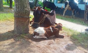 রাণীনগর থানায় থাকা চোরাই গরু ও বাছুর
