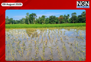 নওগাঁর পত্নীতলায় আগাছানাশকে নষ্ট হওয়া ধানের জমি