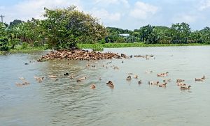 পোরশার আতাউর রহমানের ভ্রাম্যমাণ হাঁসের খামার