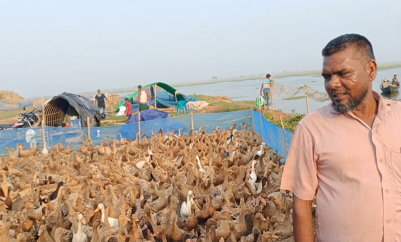 পোরশায় হাঁস পালন করে সফল আতাউর রহমান
