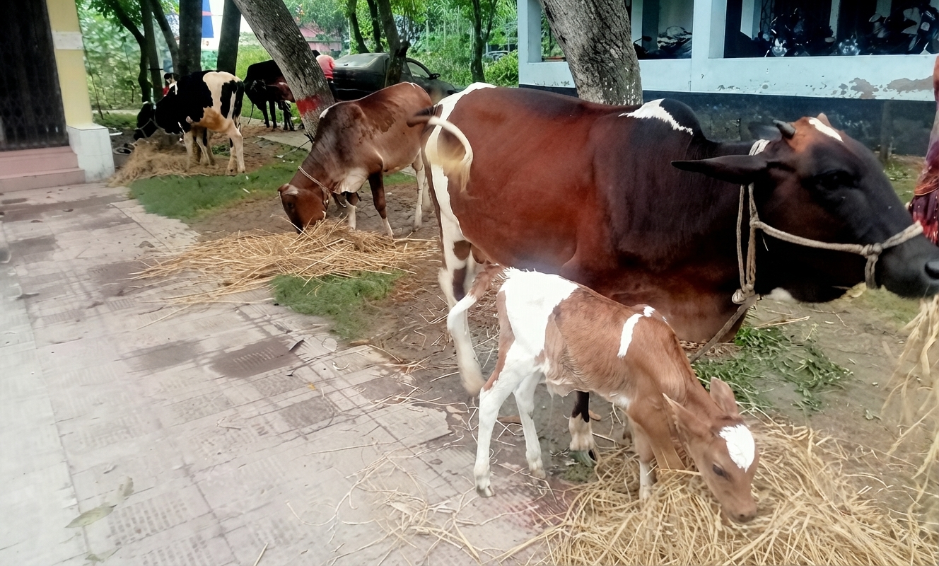 রাণীনগরে চোরাই গরু নিলাম