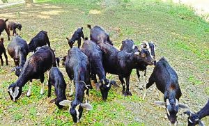 নওগাঁয় ১০ টাকায় ছাগল এবং ১ টাকায় খাবার