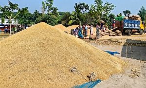 নওগাঁর হাটে আউশ ধান বিক্রি করছেন কৃষক